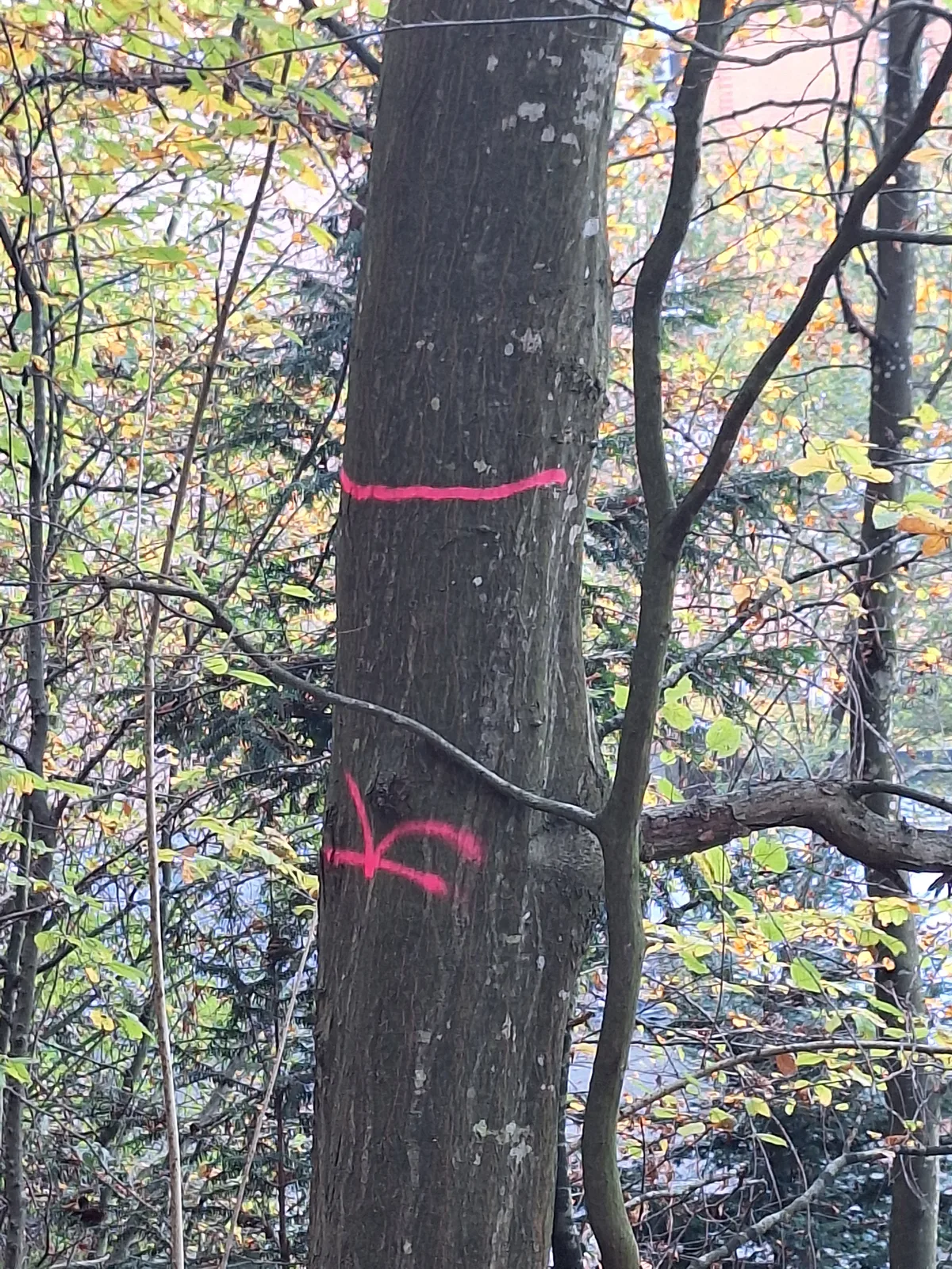 Eine Esche am Burghügel Uster soll gefällt werden.